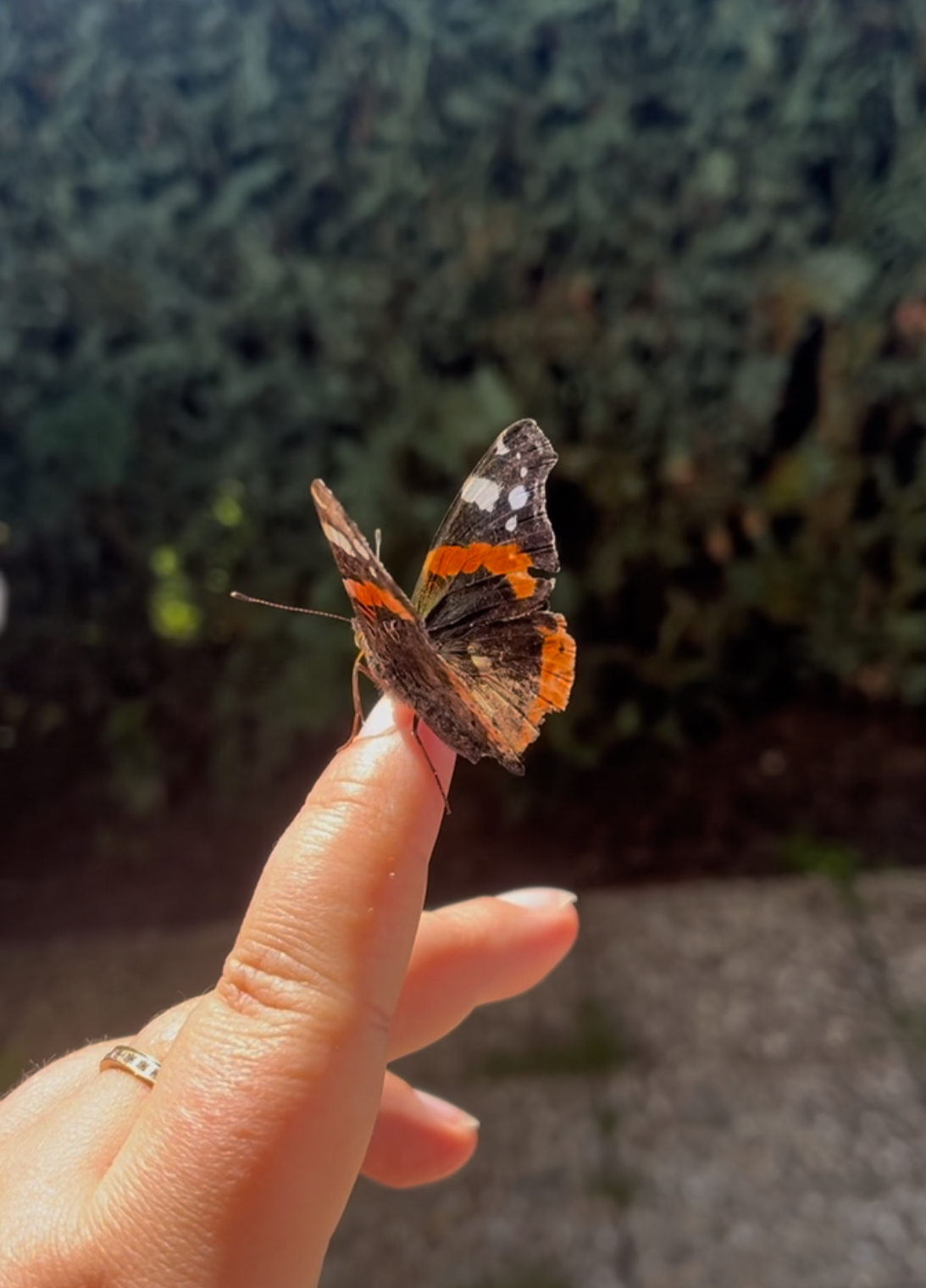 Schmetterling Kopie