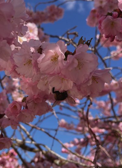 2e2696f6 a233 43d0 9020 657686e00d96