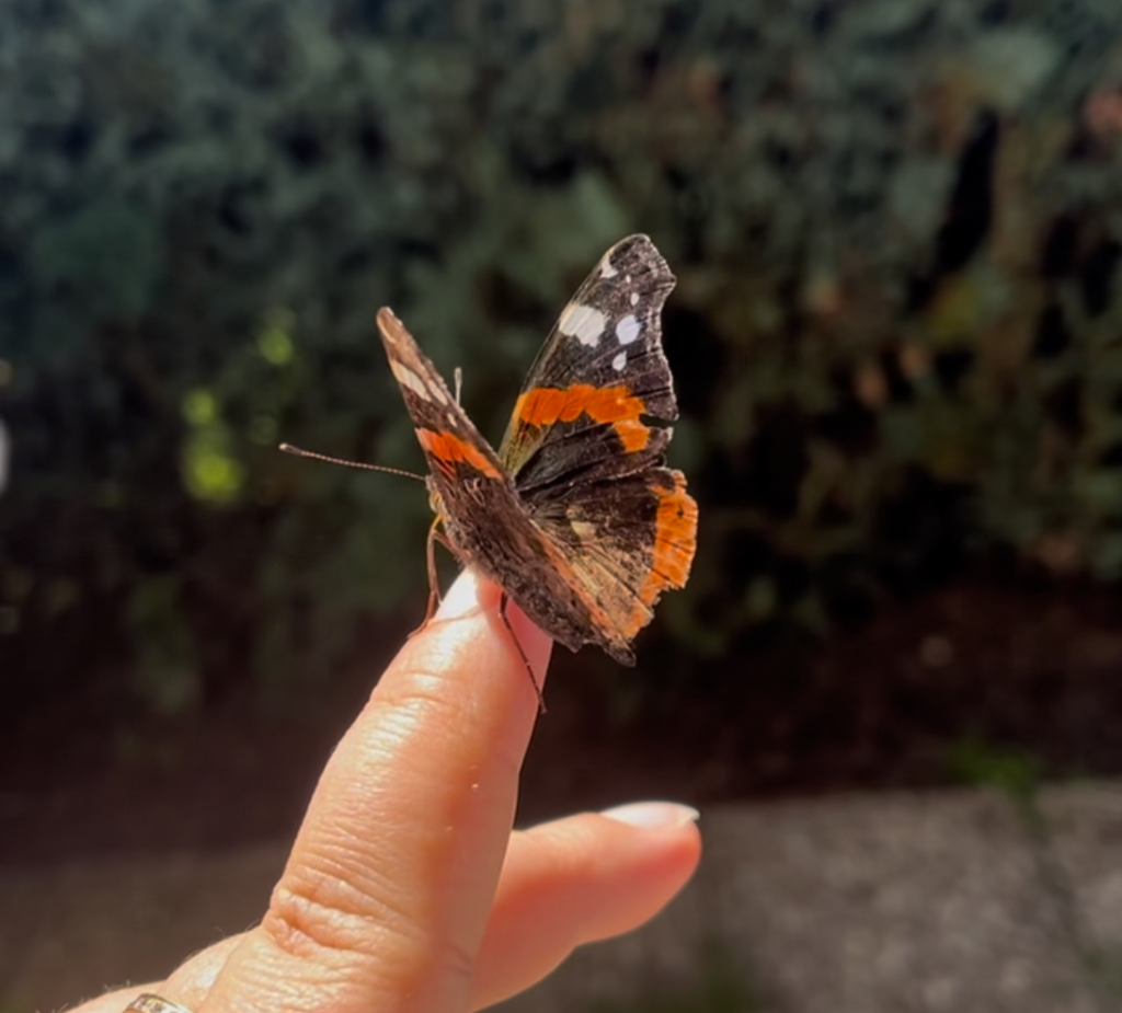 Schmetterling - Kopie